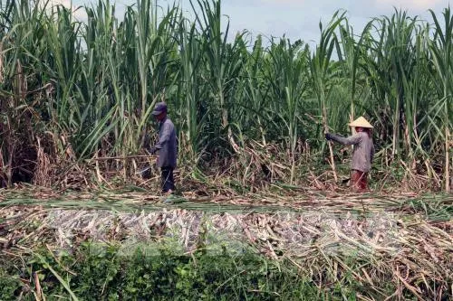 Gỡ khó cho ngành mía đường: Bắt đầu từ vùng nguyên liệu