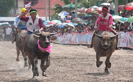 Hàng trăm chú trâu tham gia Lễ hội đua trâu thường niên ở Thái Lan