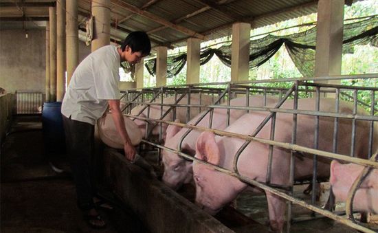 Biện pháp chăn nuôi hiệu quả hạn chế tối đa dùng kháng sinh