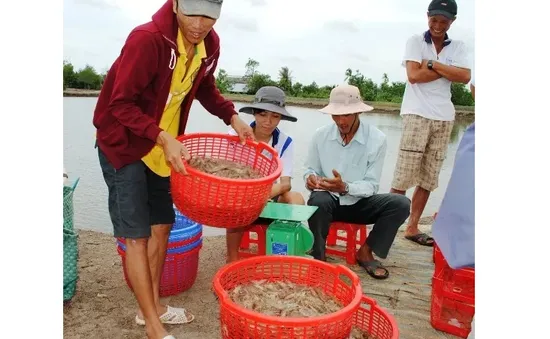 Nâng cao giá trị ngành phụ phẩm tôm Việt Nam