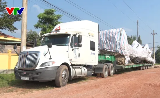 Cận cảnh cây "khủng" đang bị tạm giữ sau khi chở lọt qua nhiều trạm CSGT