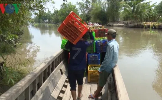 Nông dân ĐBSCL điêu đứng vì giá cam sành giảm sâu