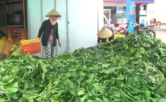 Chưa có dấu hiệu bất thường từ việc thu mua số lượng lớn lá nhàu