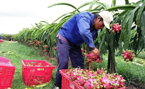 Thanh long Bình Thuận tăng giá trở lại