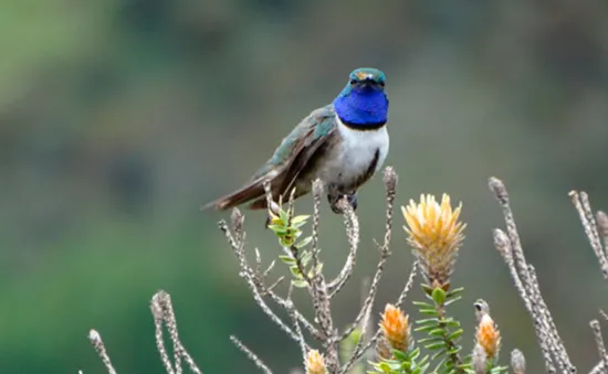 Phát hiện loài chim ruồi mới ở Ecuador