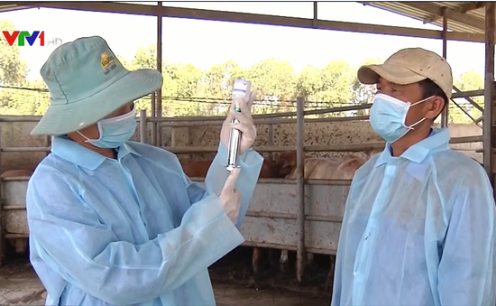 Thử nghiệm vaccine lở mồm long móng do Việt Nam sản xuất: Kết quả ngoài sức mong đợi
