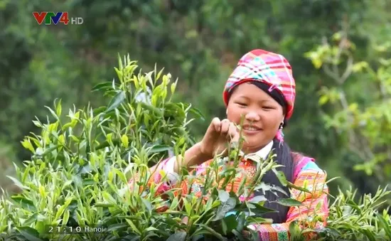 Làm thế nào để phát triển bền vững ngành chè Việt Nam?