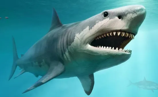 Siêu cá mập Megalodon tuyệt chủng vì ung thư?