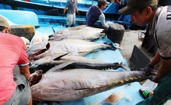 Luân phiên chuyển cá vào bờ - Cách giảm chi phí hiệu quả