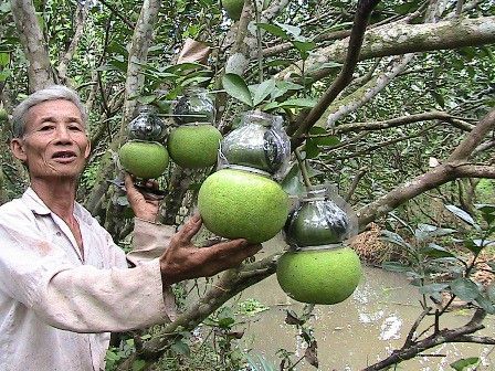 Trái cây tạo hình hút hàng dịp Tết