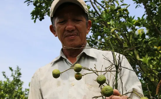 Quýt hồng chết hàng loạt, nông dân Đồng Tháp lao đao