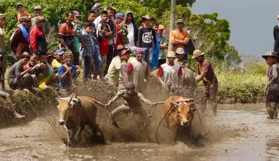 Lễ hội đua bò ở Indonesia