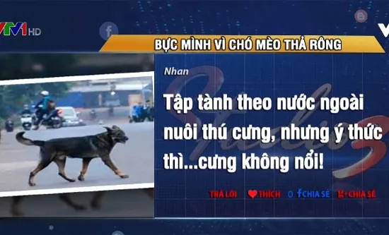 Bực mình vì chó mèo thả rông