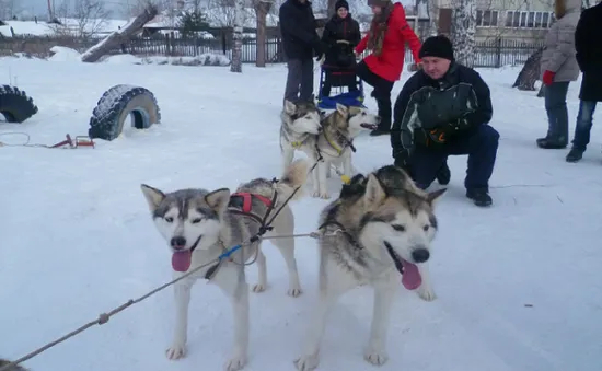 Người dân Nga đón năm Tuất với chó Husky