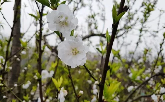 Rộn ràng không khí mua sắm Tết Nguyên đán