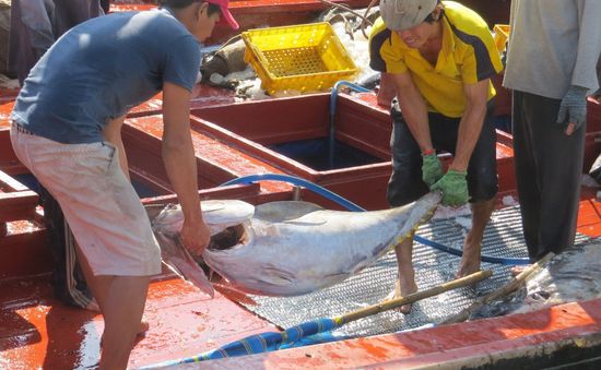 Ngư dân Phú Yên ăn Tết trên biển, đón vụ cá đầu năm