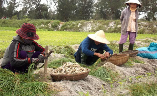 Nông dân trồng kiệu ở Quảng Nam được giá nhưng... hết kiệu