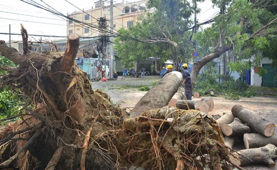 TP.HCM: Cây xanh ngã đổ khiến 4 người bị thương, đè bẹp 2 xe máy