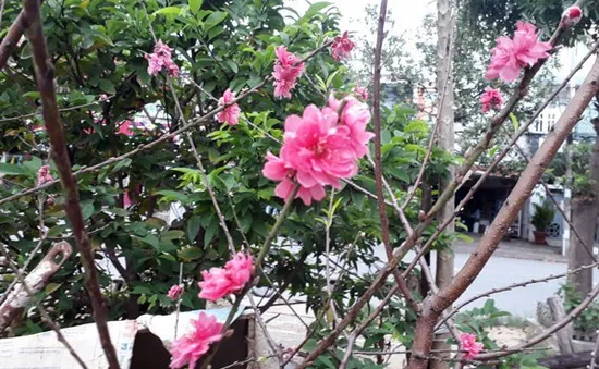Công dụng làm thuốc từ cây đào
