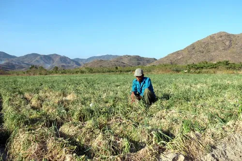 Ninh Thuận: Cắt nước, người dân phải ngừng sản xuất, vườn cây khô héo