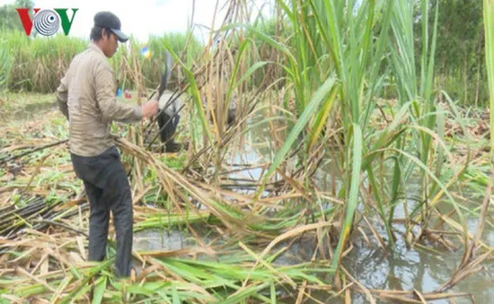 Chất chồng khó khăn ở vùng nguyên liệu mía