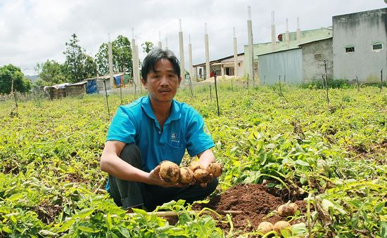 Lâm Đồng lên kế hoạch xây dựng thương hiệu khoai tây Đà Lạt