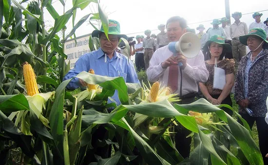 Hiệu quả mô hình nông nghiệp Công nghệ cao ứng phó biến đổi khí hậu