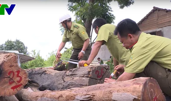 Điều tra trách nhiệm trong vụ bắt gỗ lậu ở Vườn Quốc gia Yok Đôn