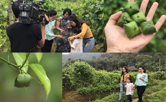 Cùng "Chuyến đi màu xanh" đi tìm Vua của các loại hạt - Sachi