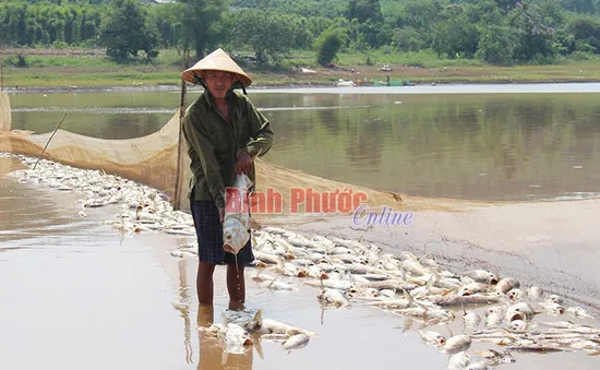 Bình Phước: Hàng chục tấn cá chết trắng đập chưa rõ nguyên nhân