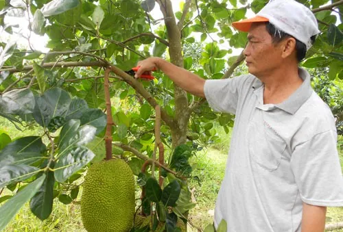 Thương lái Trung Quốc tăng cường thu mua, giá mít Thái ở ĐBSCL cao ngất ngưởng