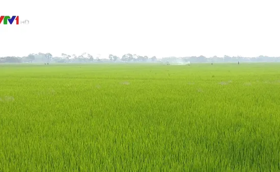 Hà Nội tập trung phòng dịch đạo ôn trên lúa