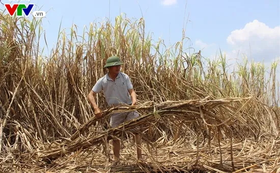 Hàng ngàn hecta mía ở Đắk Lắk héo khô trên đồng