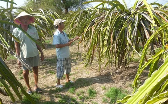 Bình Thuận: Hơn 1.100ha thanh long bị thiếu nước tưới trầm trọng