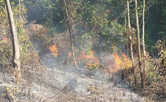 Lâm Đồng tăng cường phòng chống cháy rừng