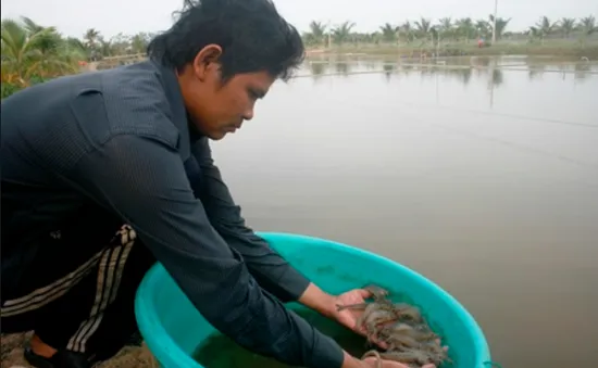 Nông dân lo lắng tìm đầu ra cho tôm thẻ chân trắng