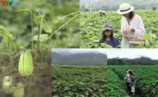 Đi tìm bí mật sau thương hiệu su su Tam Đảo "ngậm sương đêm"