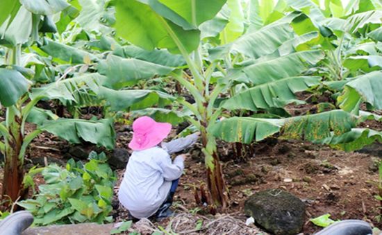 Phụ nữ vùng cao Thừa Thiên Huế với phong trào "Mỗi hố rác một cây xanh"