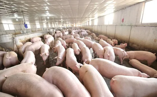 Không nên tăng đàn ồ ạt trở lại