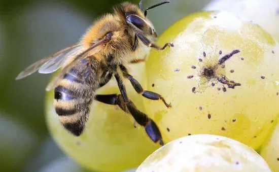 Cấm sử dụng thuốc trừ sâu neonicotinoids