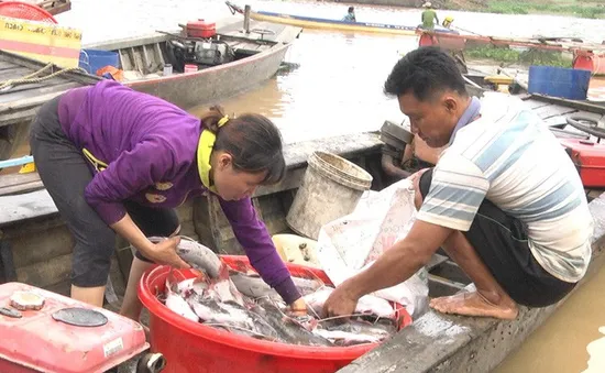 Công an vào cuộc điều tra nguyên nhân hàng trăm tấn cá bè chết trên sông La Ngà