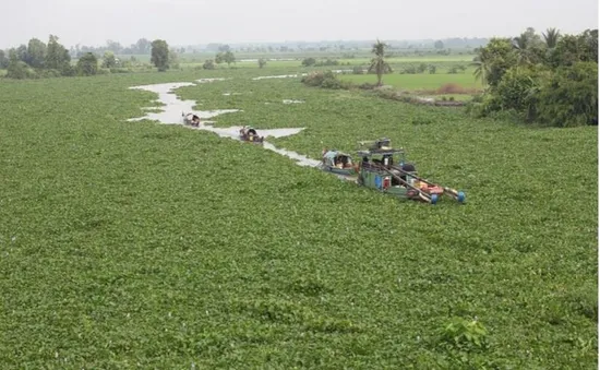 Lục bình dày đặc trên kênh, người dân Đồng Tháp gặp khó