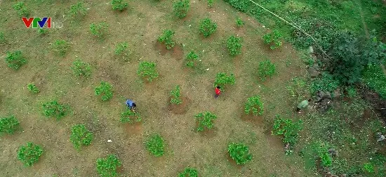 Cặp lá yêu thương: Ước mơ từ những trái na