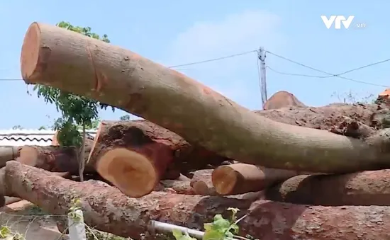 Nhiều dấu hiệu bất thường sau vụ chặt phá gỗ lim rừng ở huyện Tam Đảo