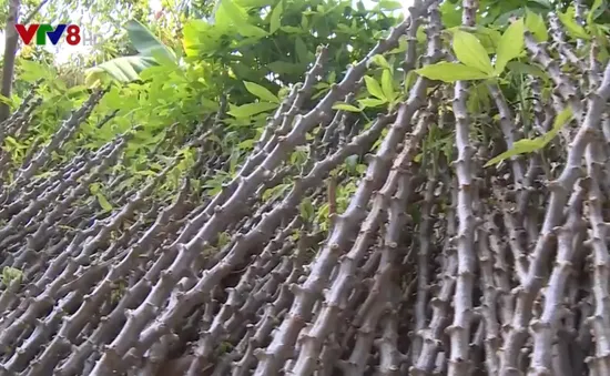 Khó ngăn chặn rệp sáp bột hồng do dùng hom sắn nhiễm bệnh