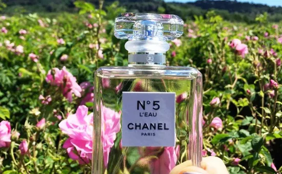 Hoa hồng làm nước hoa Chanel No 5 có gì đặc biệt?