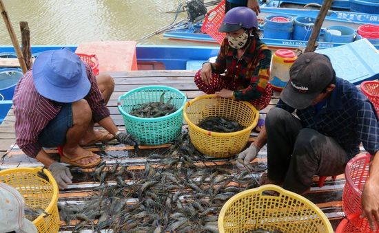 VASEP khuyến cáo người nuôi tôm không nên treo ao