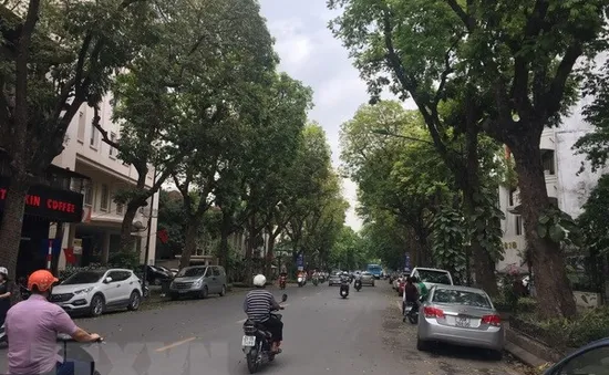 Hà Nội: Di chuyển cây xanh để thi công nhà ga S10 và S12