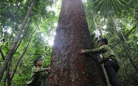 Báu vật rừng lim cổ thụ tại Tây Giang, Quảng Nam