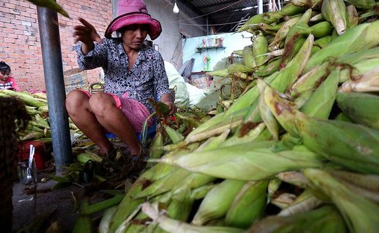 Giá bắp giảm mạnh, nông dân Đồng Tháp “dở khóc dở cười”